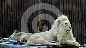 Lion siesta