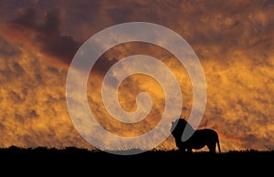 Lion silhouette