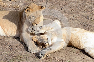 Lion sisters cuddle photo