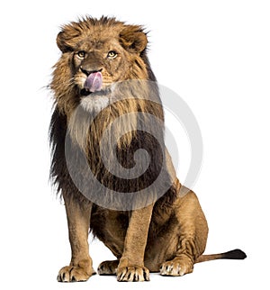 Lion sitting, licking, Panthera Leo, 10 years old