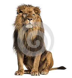 Lion sitting, looking away, Panthera Leo, 10 years old