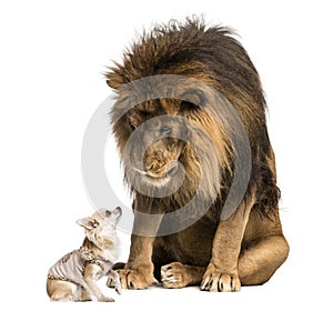 Lion sitting and looking at a chihuahua