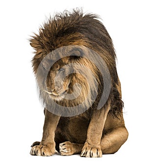 Lion sitting, looking down, Panthera Leo, 10 years old, isolated