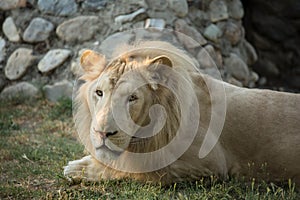 Lion sitting and posing