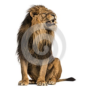 Lion sitting, roaring, Panthera Leo, 10 years old, isolated on w