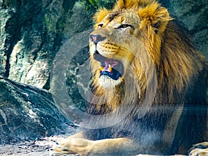 Lion sitting on rocks roaring photo