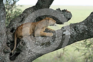 Lion sitting in Tree - Serengeti, Africa