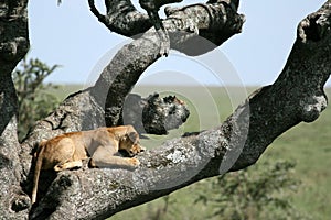 Lion sitting in Tree - Serengeti, Africa