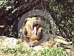 A Lion sitting in a zoo