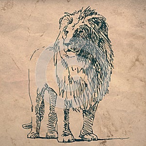 Lion sketch drawing on crumpled texture paper