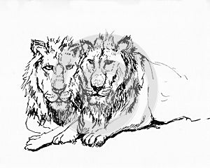 Lion sketch hand drawn