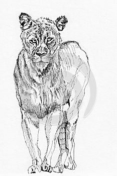 Lion sketch hand drawn illustration