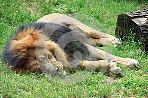 The lion sleep