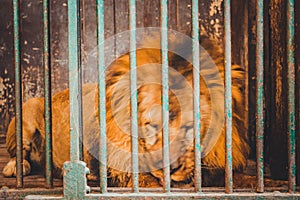 lion sleep in cage