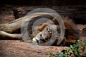 Lion sleep