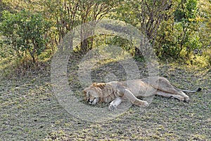 Lion sleep