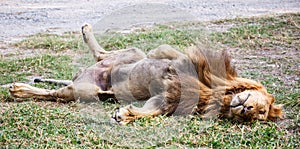 Lion sleep