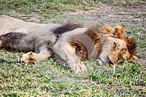 Lion sleep