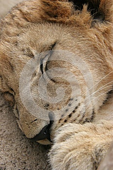 Lion Sleeping