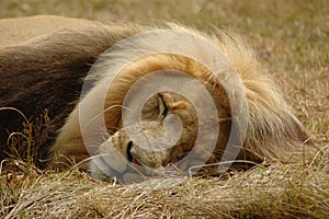 Lion sleeping