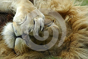 Lion sleeping photo