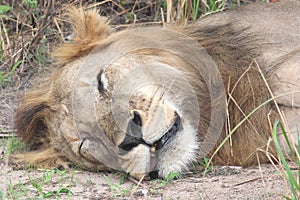 Lion Sleeping