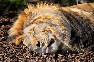 Lion sleeping