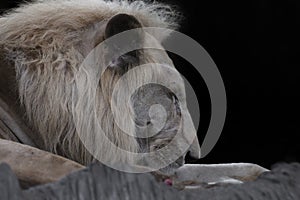 lion sleeping on the black background