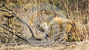 Lion sleeping in the bush in Kruger National park