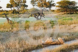 Lion sleeping in grass in beautiful  scenery in evening light of Okavango Delta, Botswana. Wildlife 