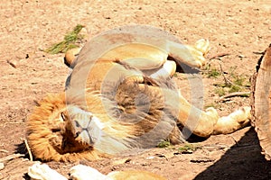 Lion sleeping in the heat of the day