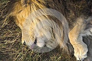 Lion Sleeping with his Tongue Sticking Out