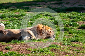 Lion Sleeping On A Meadow Under The Sun At Safari Zoo