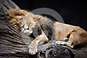 Lion sleeping peacefully on a tree photo