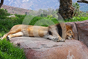 Lion sleeping on a rock