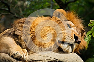Lion sleeping on the rock