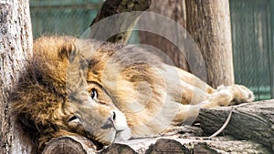 Lion sleeping