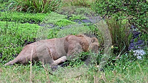 Lion sleeping under a tree in the Maasai Mara