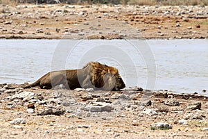 Lion is sleeping at waterhole - Namibia Africa