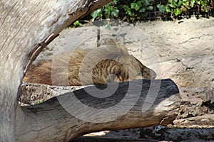 Lion sleeping in the zoo of Barcelona