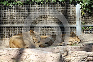 Lion sleeping in the zoo of Barcelona