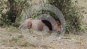 Lion sleeps in the shade of a tree.