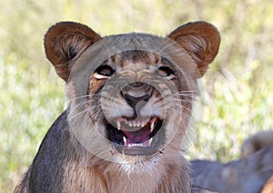 Lion snarling photo