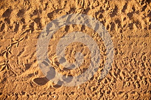 Lion spoor in the sands of the Kalahari desert.