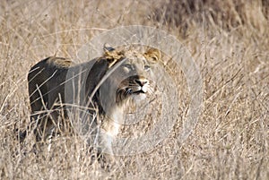 Lion stalking photo