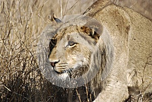 Lion stalking photo