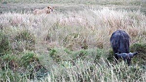 A lion stalking an african buffalo at masai mara in kenya