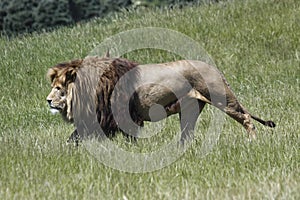 Lion Stalks Prey