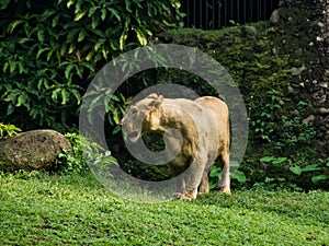 A lion standing on the grass field