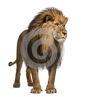 Lion standing, looking away, Panthera Leo, 10 years old